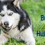 Best Bones for Huskies, the ultimate reward for your husky