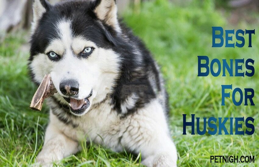 the healthy reward for your husky