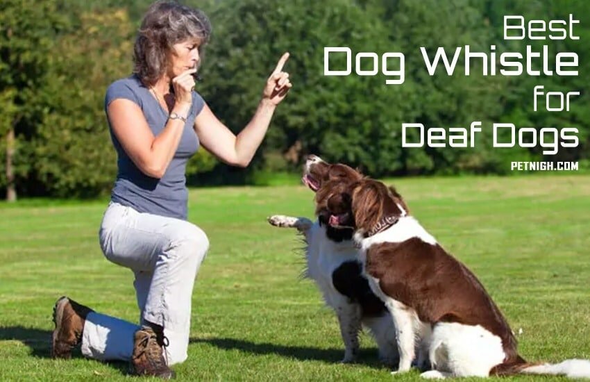 A photo describing the use of silent dog whistle