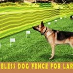 A Review on Best Wireless Dog Fence