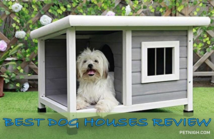 Best Dog Houses for Safety & Shelter