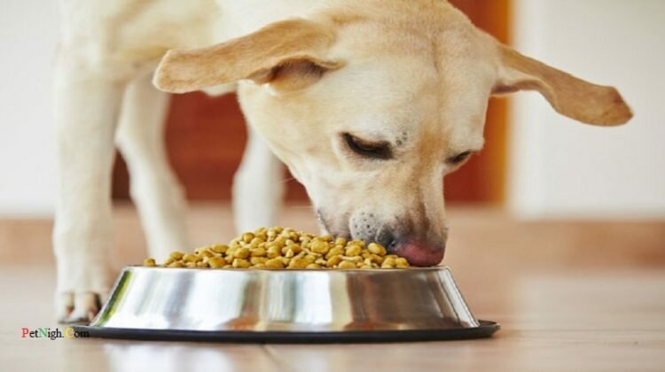 How much wet food to feed a dog