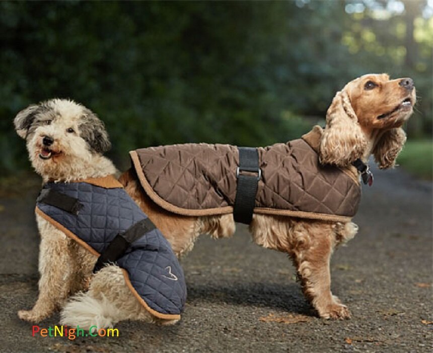 Best Dog Jackets for Winter