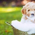 best shampoo for goldendoodle puppy to take care of their coat and hair