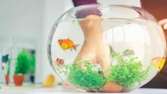 Perawatan Ikan Hias