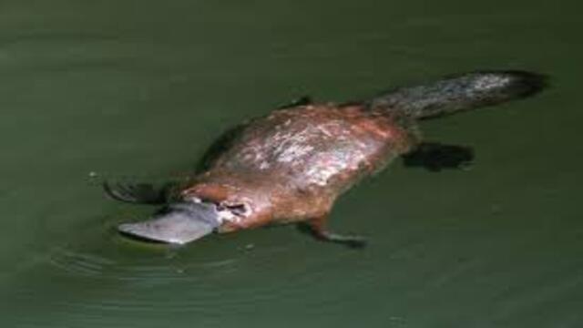 Platypus Hewan Unik yang Bertelur