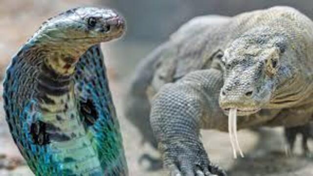 Reptil Paling Berbahaya di Dunia