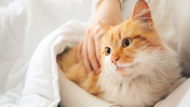 6 Tips Merawat Kucing Yang Benar Agar Tetap Sehat dan Aktif