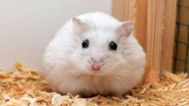 Jenis Hamster Terpopuler