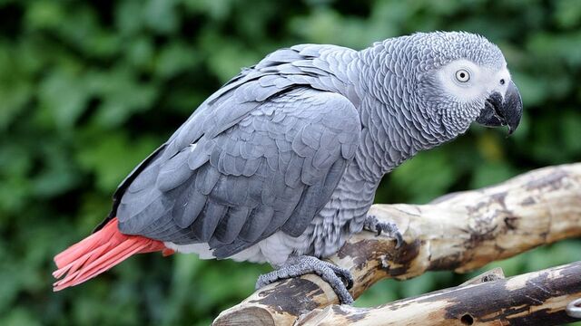 Burung Paling Cerdas di Dunia