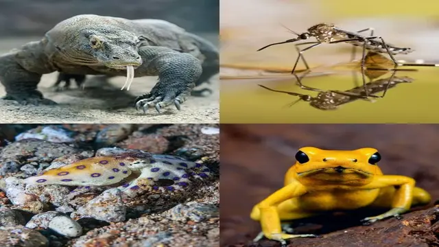 Hewan Paling Berbahaya di Dunia