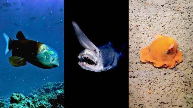 Hewan Terunik di Laut Dalam