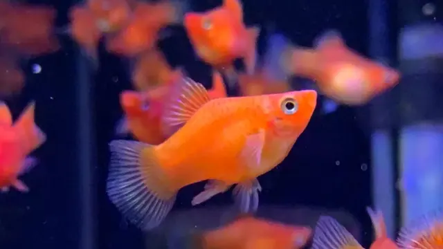 Ikan hian platy