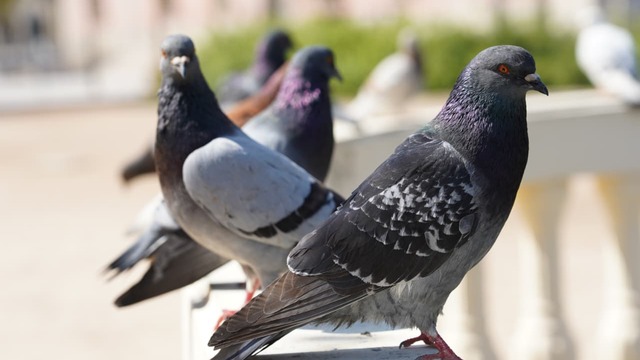 Fakta Unik Burung Dara